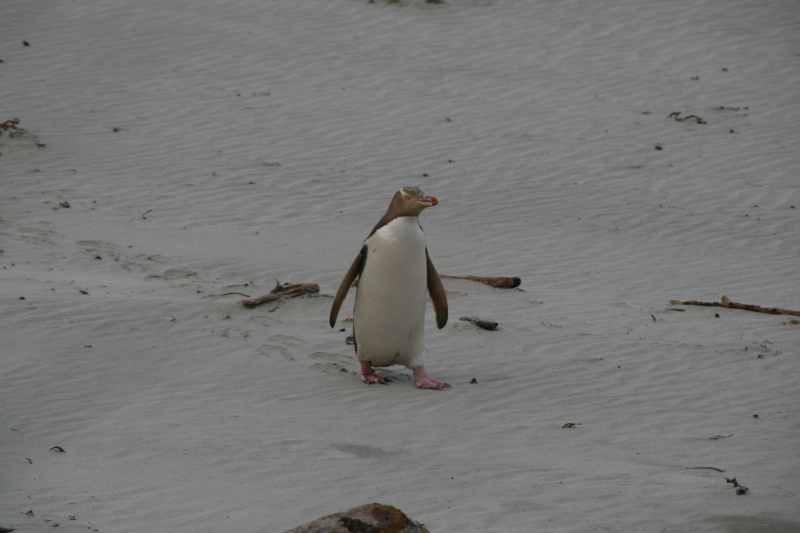 Nieuw-Zeeland 2011 - 2014